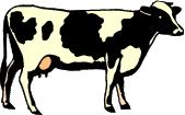 Go to Cows