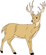 Go to Deer