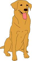 Go to Golden Retrievers