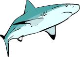 Go to Sharks