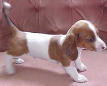 Go to Dachshunds