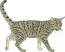 Go to Domestic Cats