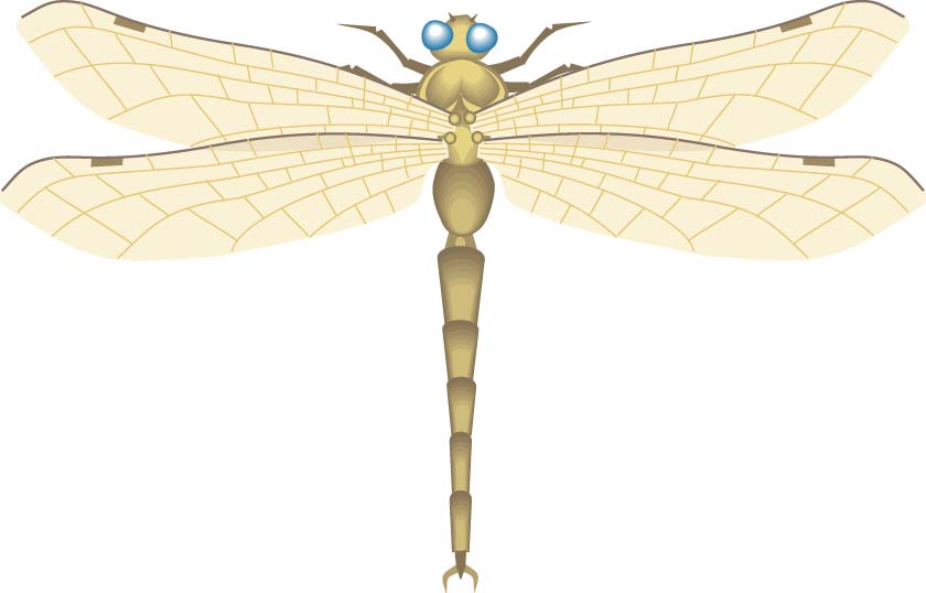 Go to Insects