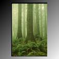 Go to Rainforest
