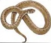 Go to Reptiles