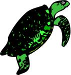 Go to Sea Turtles